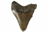 Juvenile Megalodon Tooth - South Carolina #183123-1